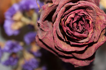 Rosa secada, floral, flor, levantou-se, seca, vermelho, mortos