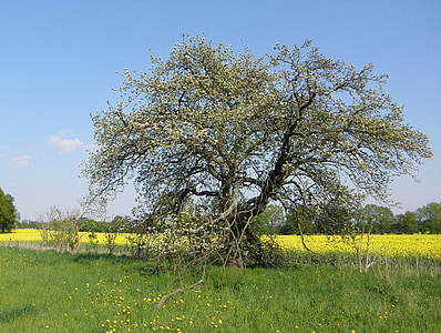 tree, old, nature, flowers, gnarled, landscape, meadow