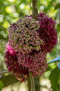 roosa euodia, lähisekvatoriaalses elleryana, puu, õis, lilled, roosa, valge