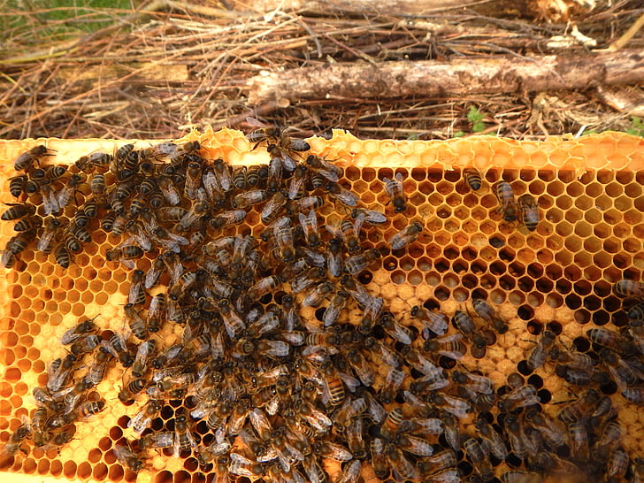 finestra d'abelles, apicultor, cria, abella, abelles