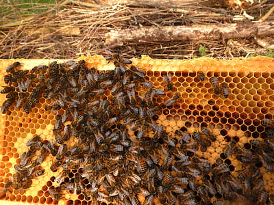 včely okno, včelař, chov, včela, včely