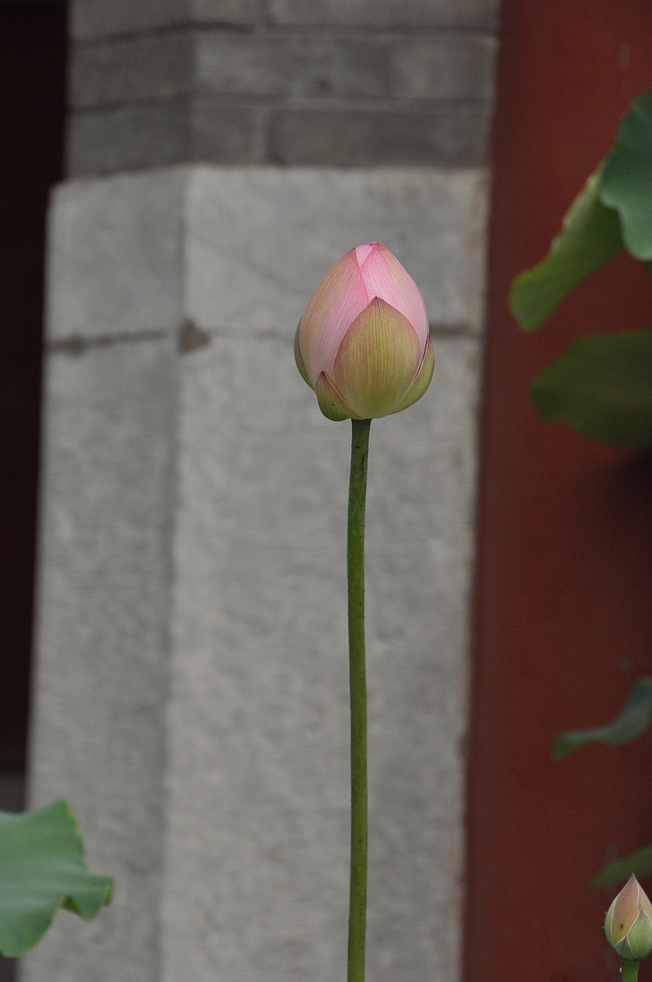 Lotus, Pink lotus, kukka, kasvi, kukat, palot, Bud