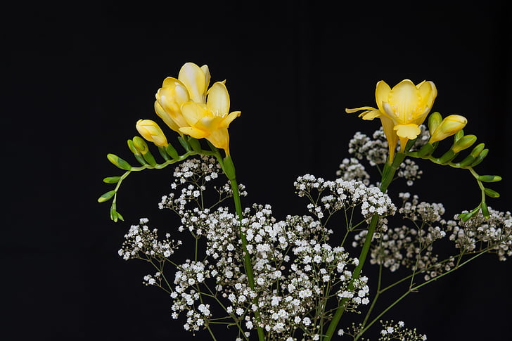 květiny, žluté květy, SIA, žlutý sia, únavné, schnittblume, květinářství