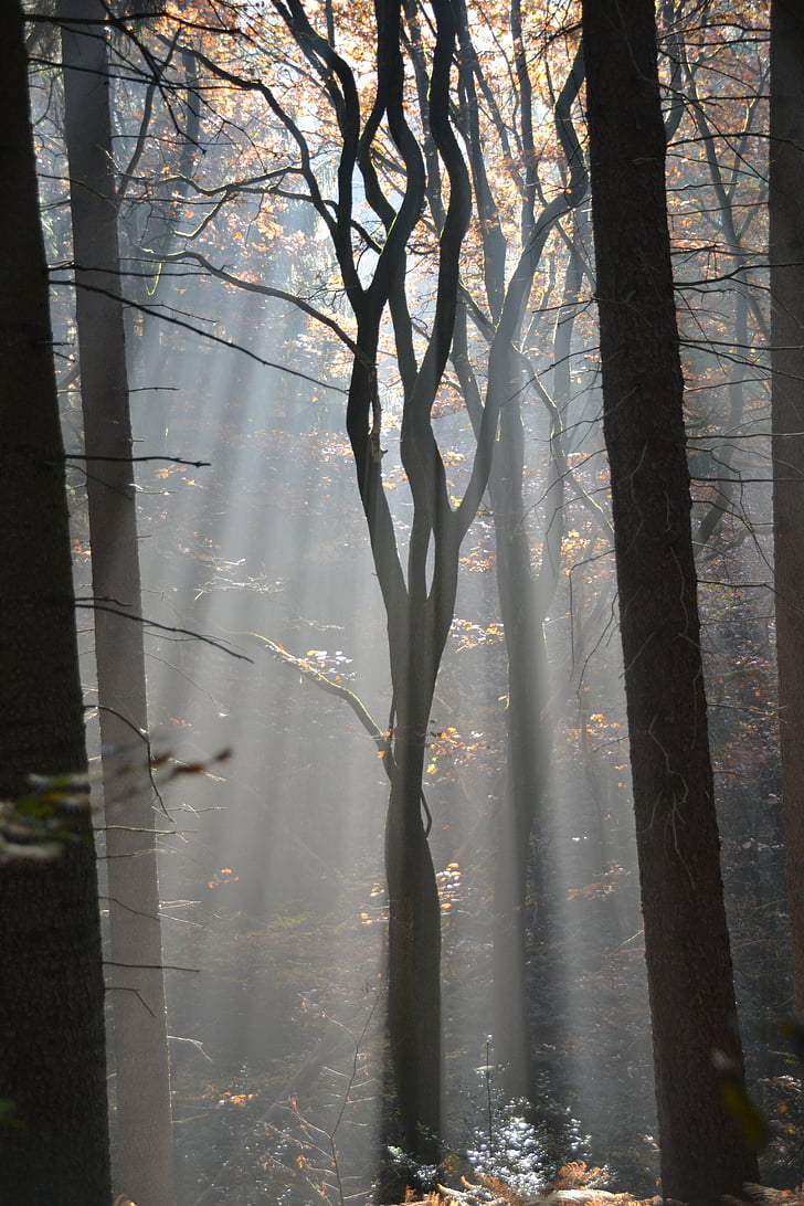 Les, mlha, stromy, bezbarvá, Příroda, Sunbeam, atmosféra