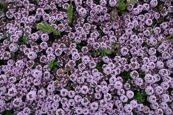 závod, zelená