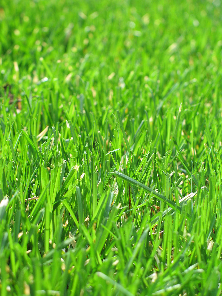 herba, verd, gespa, tallar, creixement, l'estiu, primavera
