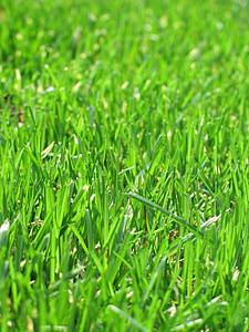 erba, verde, prato, Mow, crescita, estate, primavera