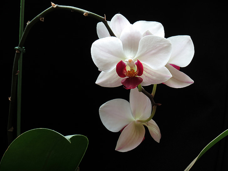 blommor, naturen, Orchid
