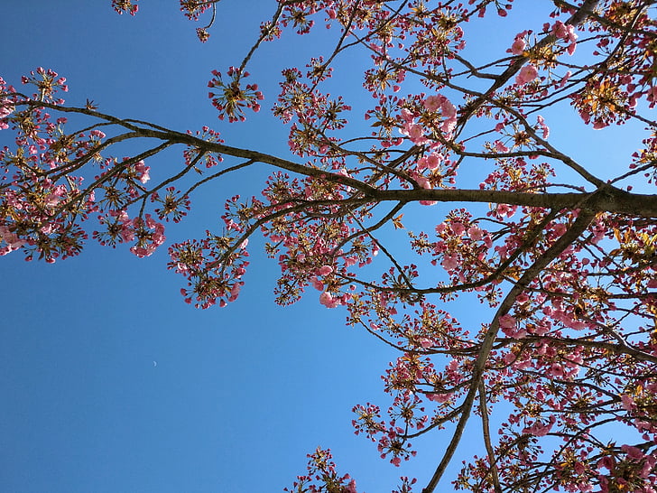 printemps, fleurs, Sky