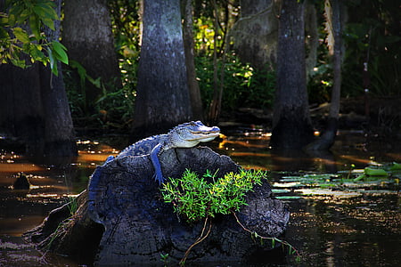 短吻鳄, 鳄鱼, 路易斯安那州, 沼泽, 河口, 水, 树桩