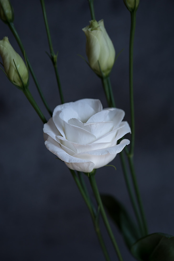 Lisianthus noćenje s, cvijet, cvijet, cvatu, bijeli, latice, schnittblume