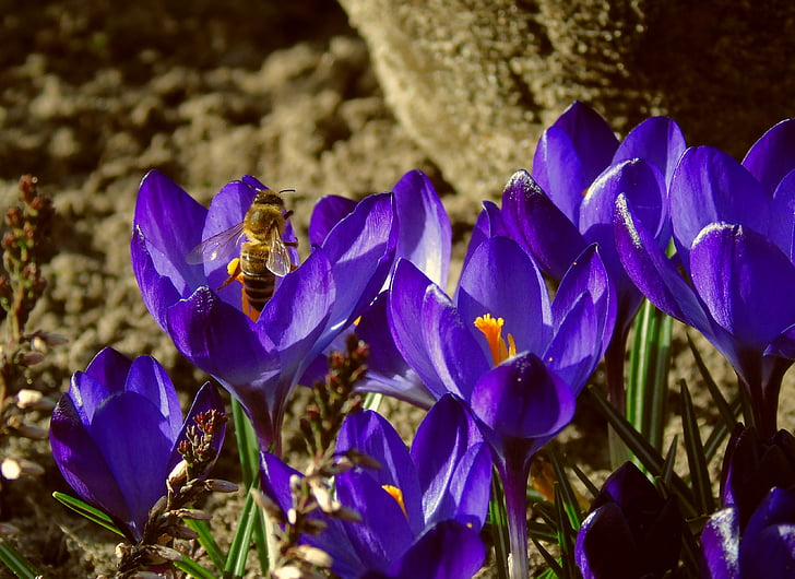 Bee, Crocus, honningbie, beite, insekt, våren, blå