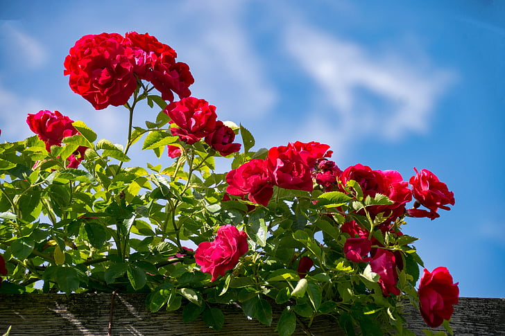 τριαντάφυλλο ύψος, Ντάρμσταντ, Έσση, Γερμανία, τριαντάφυλλα, κήπο με τριανταφυλλιές, Πάρκο