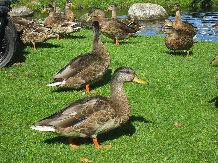 ducks, grass, park, summer, water, stones, bird