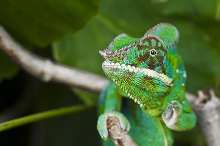 chameleon, meeting, adult
