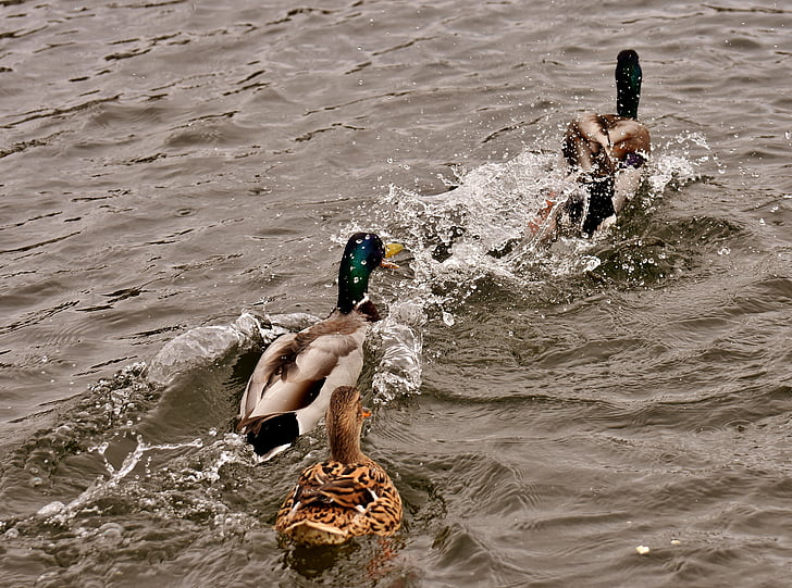 chase, ducks, mallards, water bird, duck bird, animals, drake