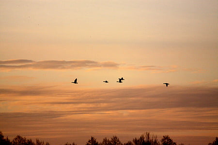 uccelli, primavera, oche, natura, uccello, tramonto, di volo