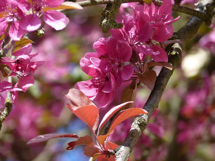 Blossom, mekar, musim semi, merah muda, bunga, alam, tanaman