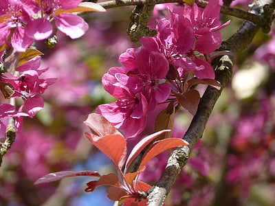 Blossom, mekar, musim semi, merah muda, bunga, alam, tanaman