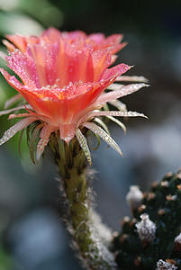 fiori, Cactus, primavera, naturale, cristallo chiaro, erba, rinfrescante