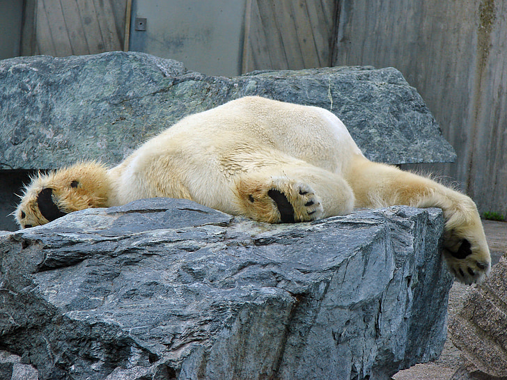 isbjørn, lat, dyrehage, søvn
