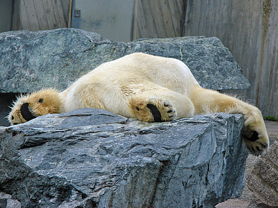 urso polar, preguiçoso, jardim zoológico, sono