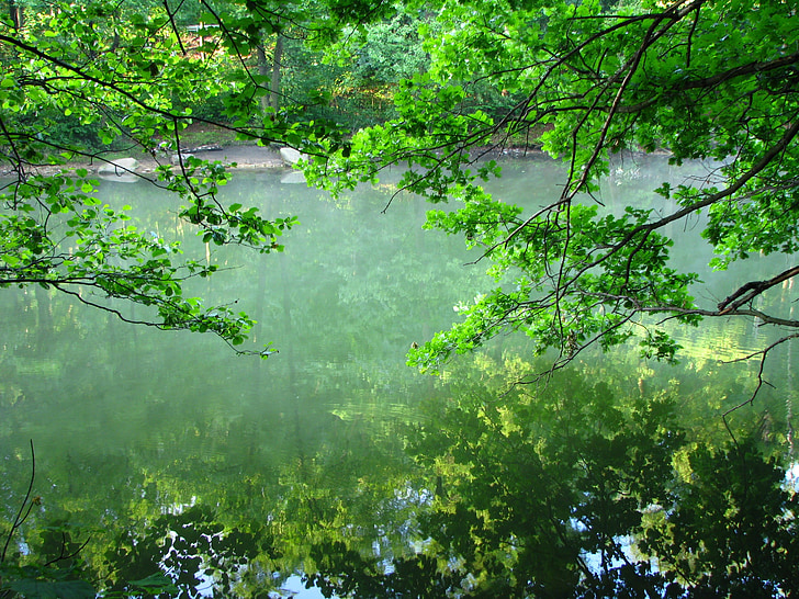 l'aigua, reflexió, Llac, natura, arbre