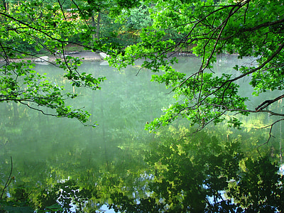 Wasser, Reflexion, See, Natur, Baum