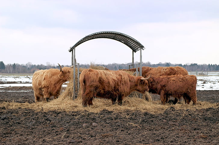 cattle, hay, manger, field, landscape, long horn, eat