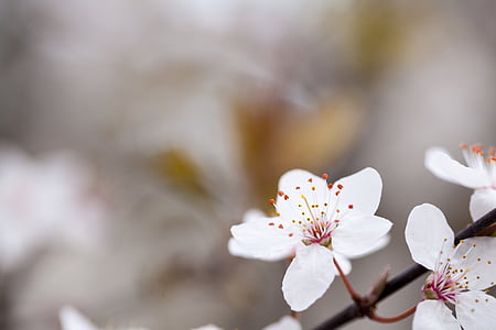 Fotografie květin, květ, Bílý květ, švestková, Švestkové květy, krajina, Příroda