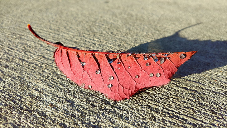 Leaf, kritums, sarkana, rudens, krāsa, novembris, kļavas