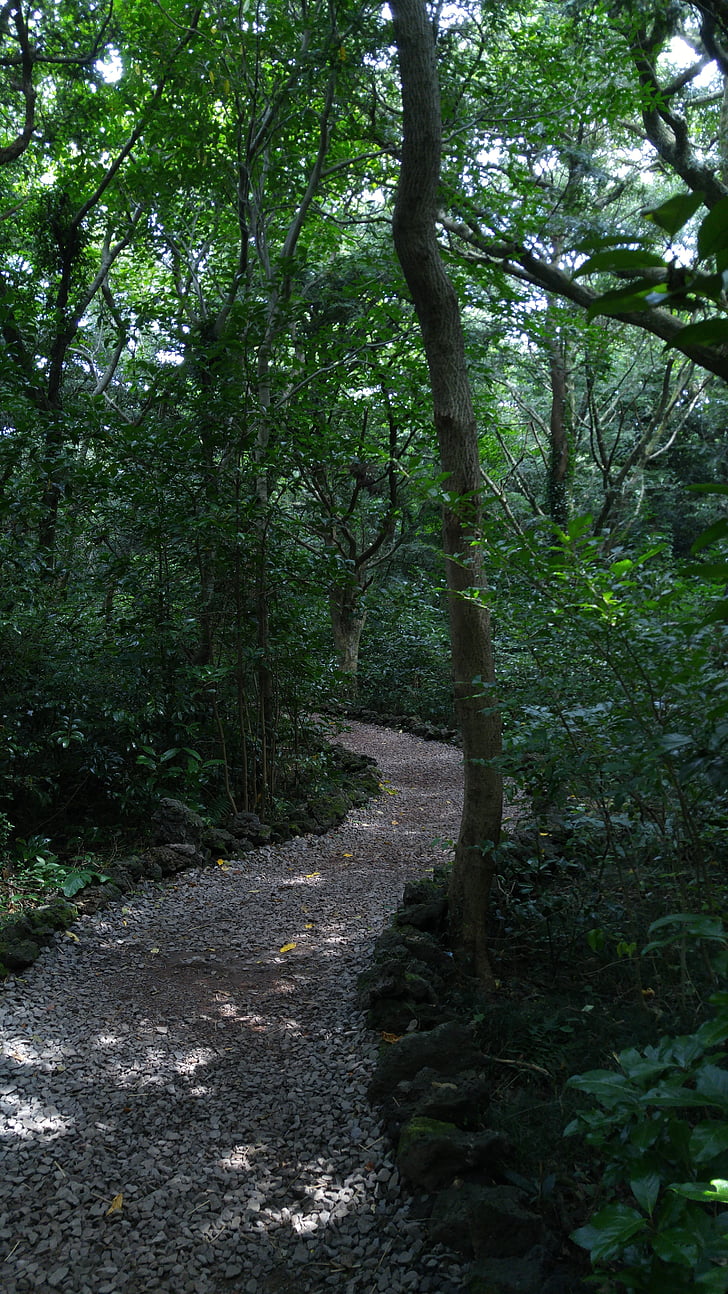Gil, skogsväg, Trail, Jeju