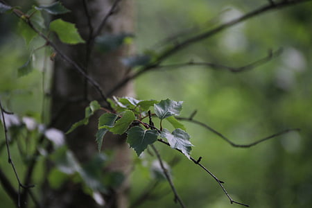 daun, Birch, alam, daun, pohon, hijau, kulit