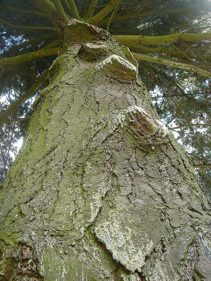 strom, Výška, dřevo, staré, Koruna, Příroda, Les