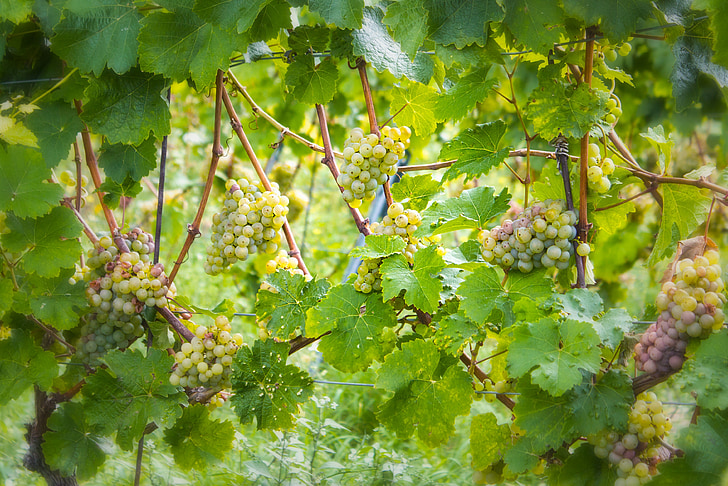 vīns, vīnogas, zaļa, vīnogu novākšanas, audzēšanas, vīna ražas, nenorūdzis vīns