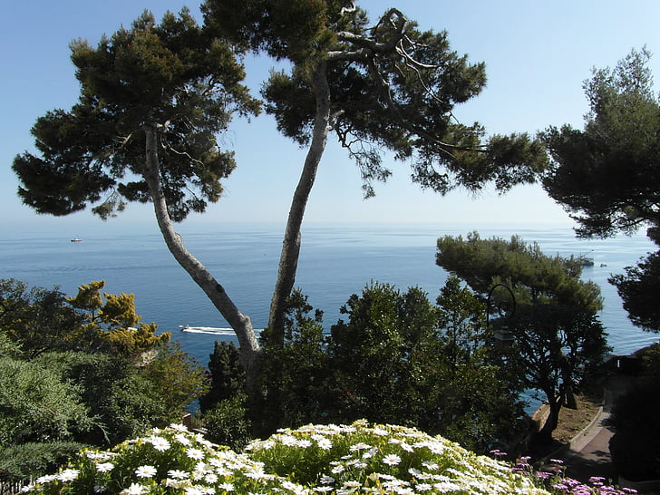 Bom, férias, riviera francesa, Côte d'Azur, natureza, mar, árvore