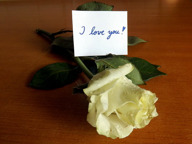 Anh yêu em, Hoa hồng, tin nhắn, trắng, lá, thực phẩm