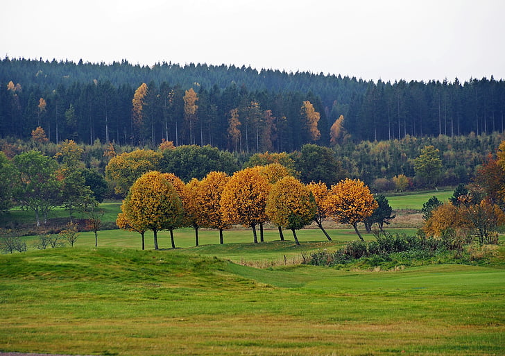 ősz, őszi színek, fa, Svédország