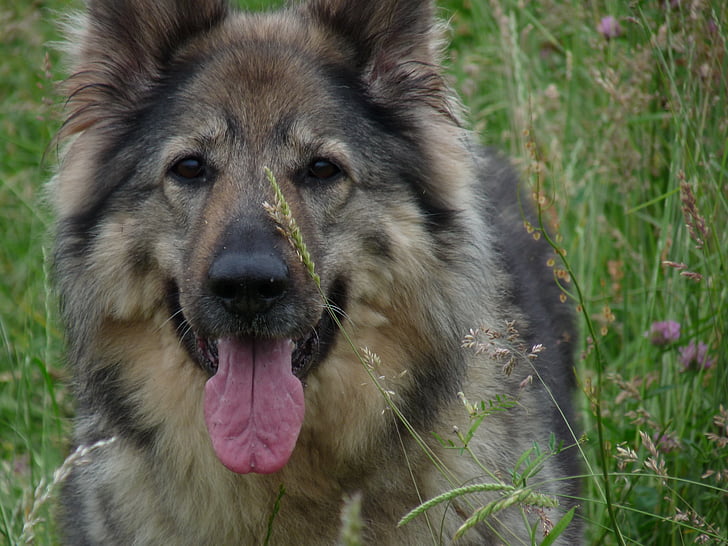 куче, Schäfer куче, животните, кожа, домашни любимци, трева, чиста порода куче