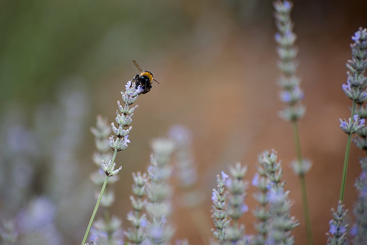 bumblebee, lavender, bug, flowers, summer, purple flower