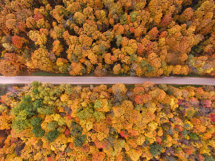 haute, angle, photographie, route, près de :, jaune, arbres