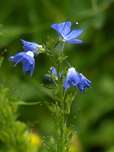 large speedwell, flower, blossom, bloom, blue, veronica teucrium, plantain greenhouse