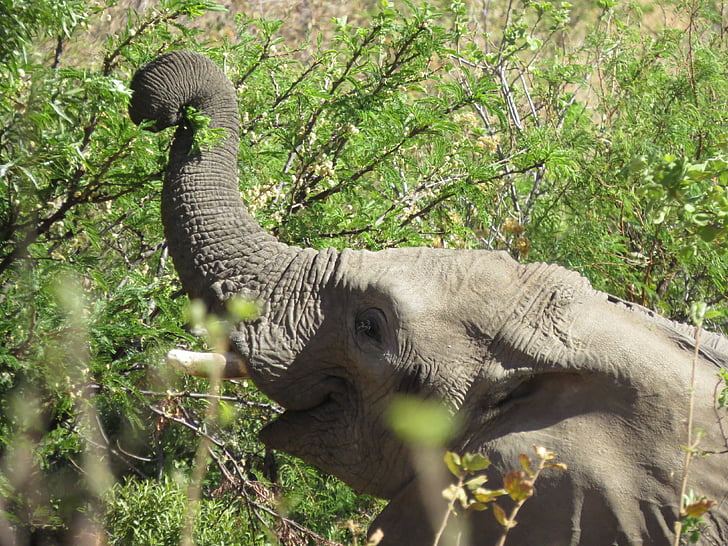 Afrika, Elephant savanna, Reserve, djur