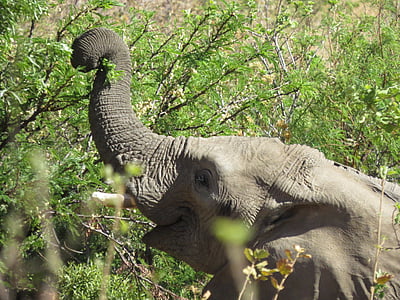 Африка, слон Савана, заповідник, тварини
