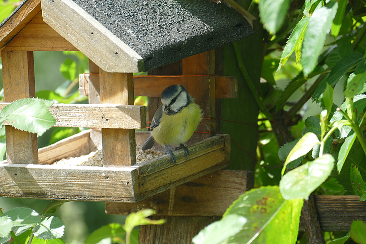 con chim, bạc má màu xanh, đóng, Aviary, nguồn cấp dữ liệu, thực phẩm, Watch
