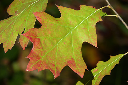 hoja, Arce, otoño, rojo, verde, hojas, árbol
