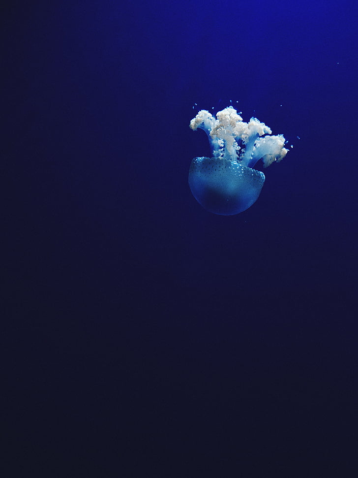 blanc, blau, Mar, animal, l'aigua, oceà, sota l'aigua