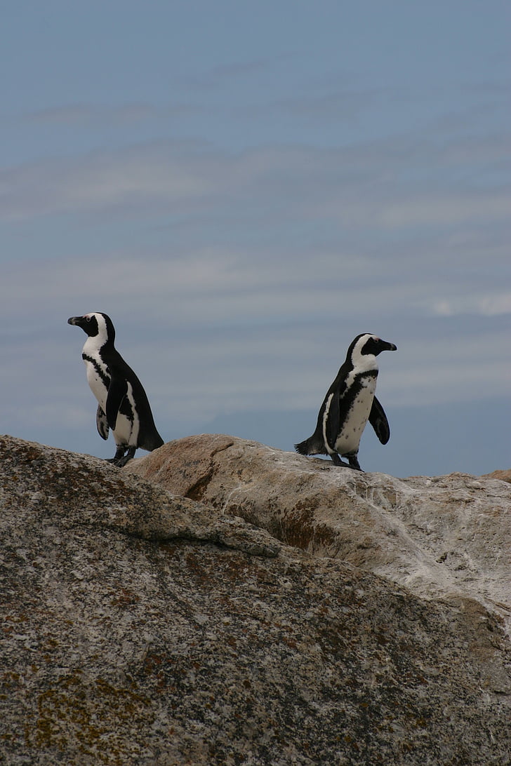 πιγκουίνοι, ζώα, Ανταρκτική, Αρκτική, ζωή, άγρια φύση, φύση