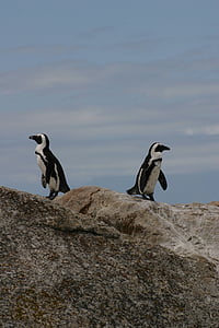 pingviner, djur, Antarktis, Arktis, liv, vilda djur, naturen
