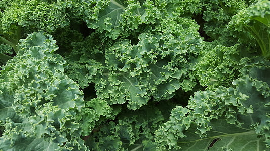 Kale, lattuga, insalata, organico, cibo, fresco, verde